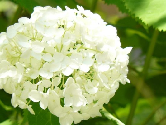 グッドツーブログ お花とグリーン 他の紫陽花とは違う アナベルの剪定と楽しみ方を4つご紹介 切り花からドライにして 漂白加工まで 株式会社グッドツーガーデン 神戸のエクステリア 外構 ガーデンリフォーム お庭の管理 お庭のことならグッドツーガーデン