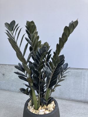 ザミオクルカス レイヴン　観葉植物