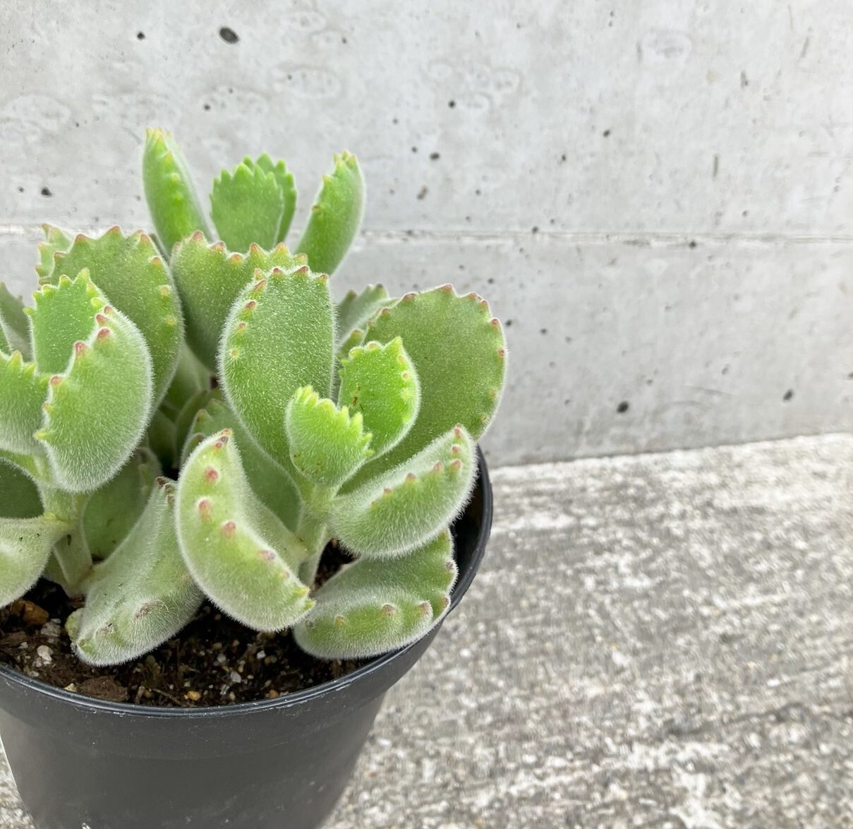 株式会社グッドツーガーデン｜神戸のエクステリア・外構工事・ガーデン