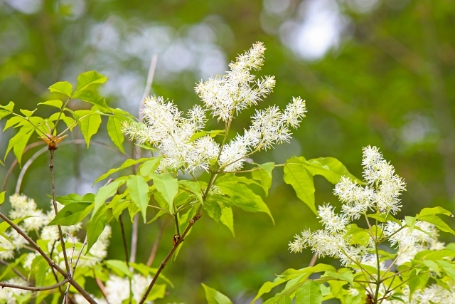 株式会社グッドツーガーデン｜神戸のエクステリア・外構工事