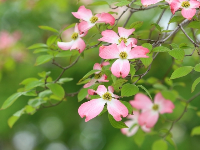 グッドツーブログ お庭のq A ハナミズキの花が咲きません どうして 株式会社グッドツーガーデン 神戸のエクステリア 外構 ガーデンリフォーム お庭の管理 お庭のことならグッドツーガーデンにおまかせください