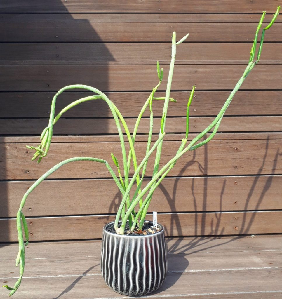 ユーフォルビア　オンコクラータ Amazon｜多肉植物 ユーフォルビア オンコクラータ｜観葉植物