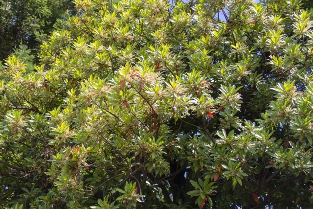 コバンモチ庭木 シンボルツリー コバンモチ | むなかた電子博物館