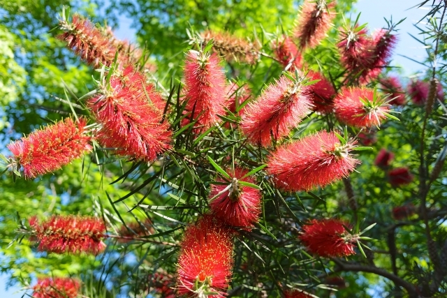 ブラシの木 フォスター 株立ち 約1.7m 現品発送 特大株 植木