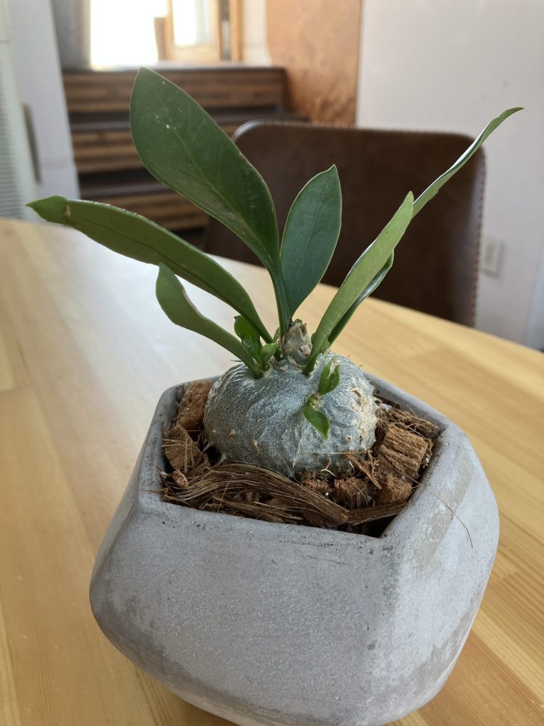 株式会社グッドツーガーデン｜神戸のエクステリア・外構工事・ガーデン