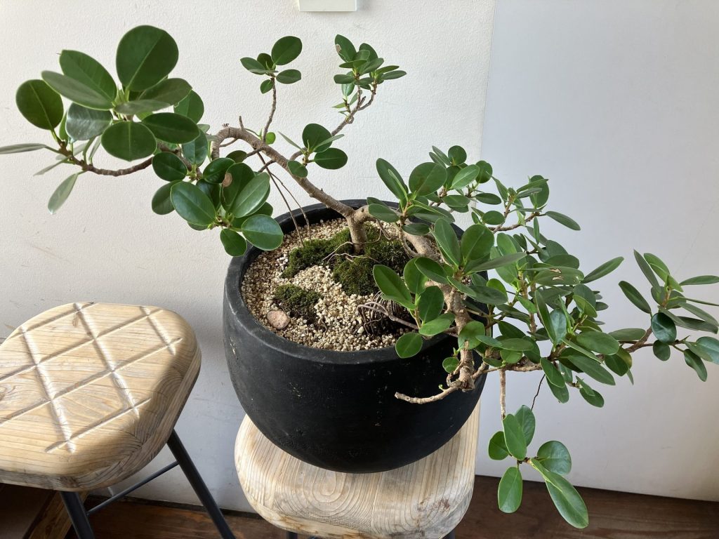 【安心の発根済株/接木/成長点3ヶ所】 パンダガジュマル 斑入 少し大きめ 安心の発根済株/接木/成長点3ヶ所】 パンダガジュマル 斑入