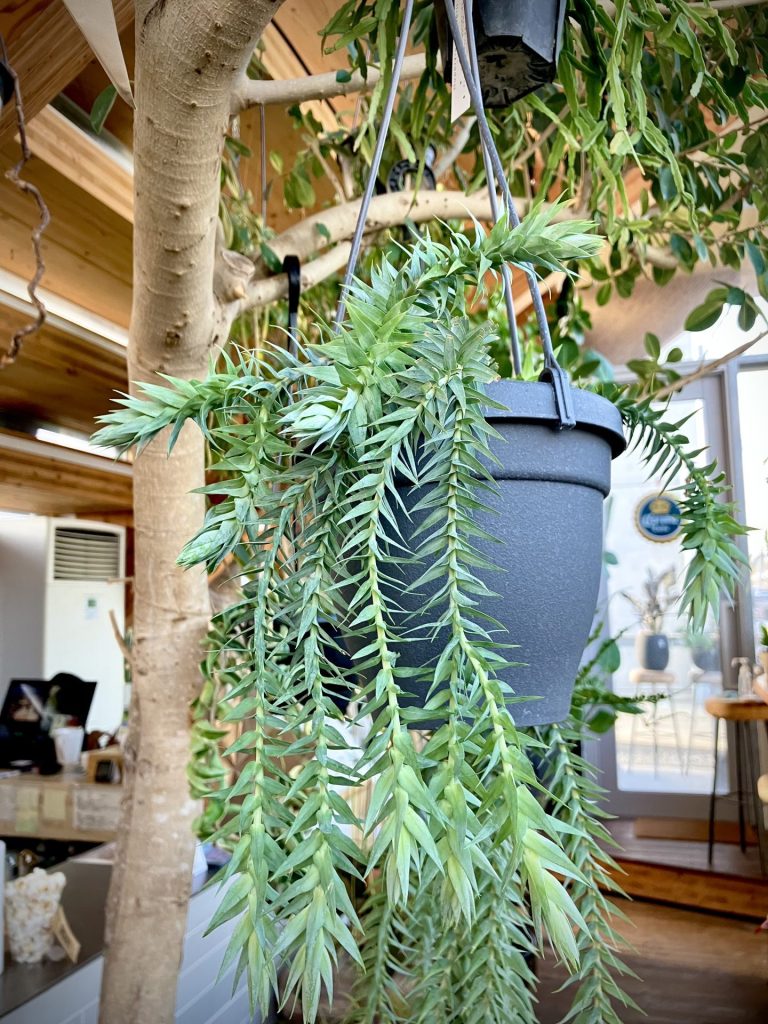 逆さ植えです。ボリュームあり！フペルジア『goebelii blue』 逆さ植えです。ボリュームあり！フペルジア『goebelii blue