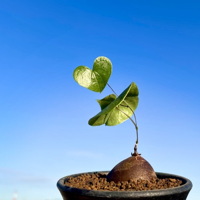 ea9e9b09ab0868a6d9deb0df1bdc0f