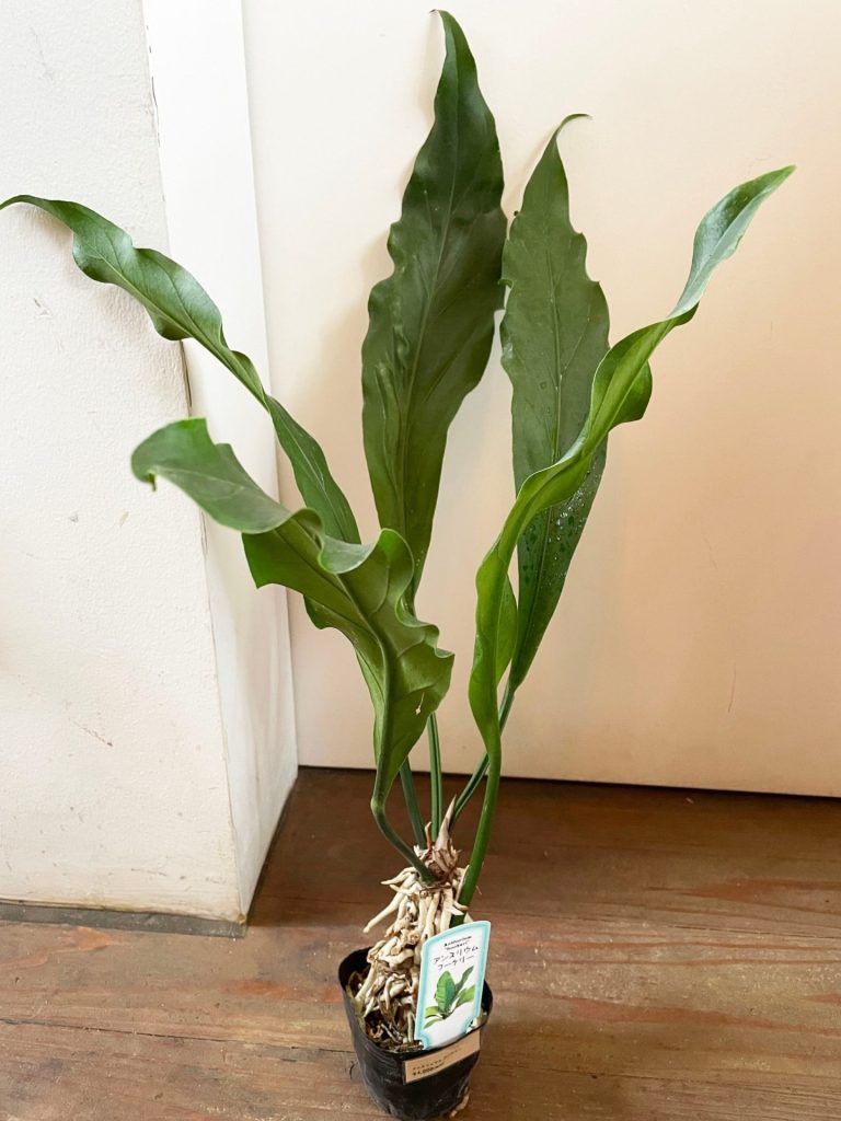 株式会社グッドツーガーデン｜神戸のエクステリア・外構工事・ガーデン