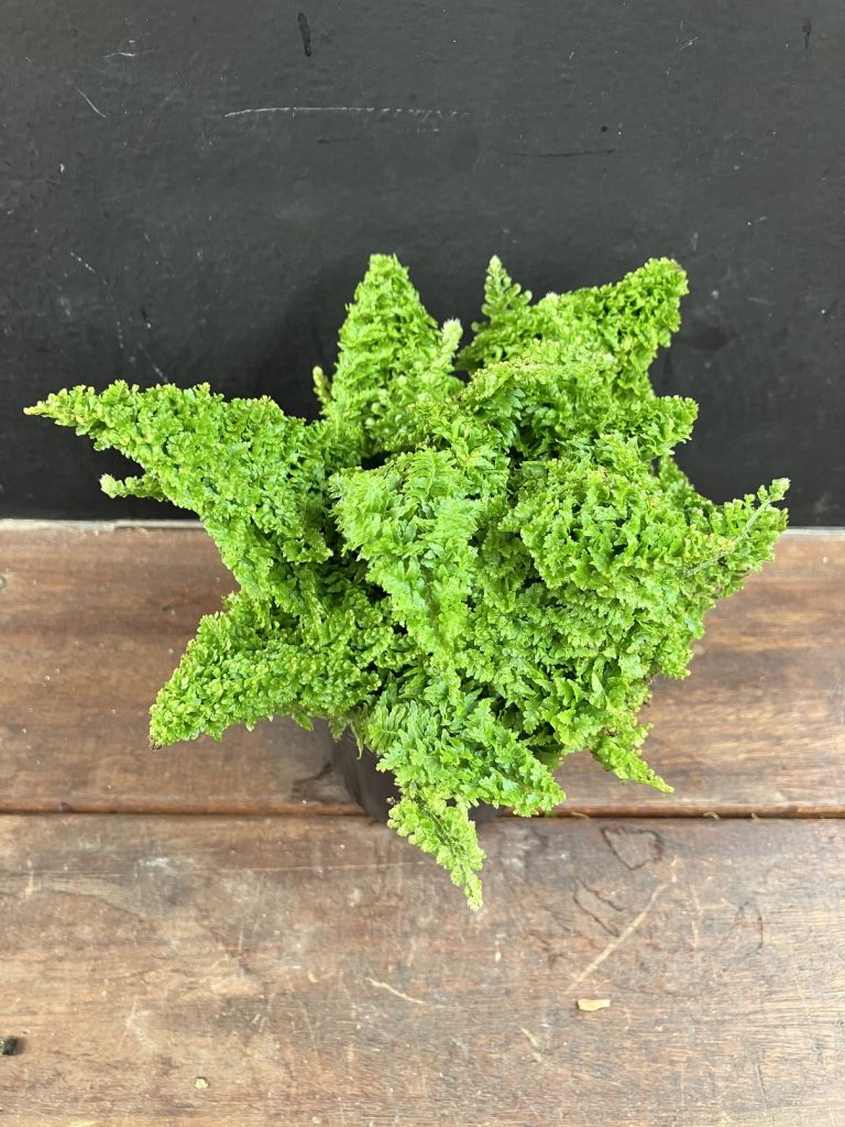 株式会社グッドツーガーデン｜神戸のエクステリア・外構工事・ガーデン