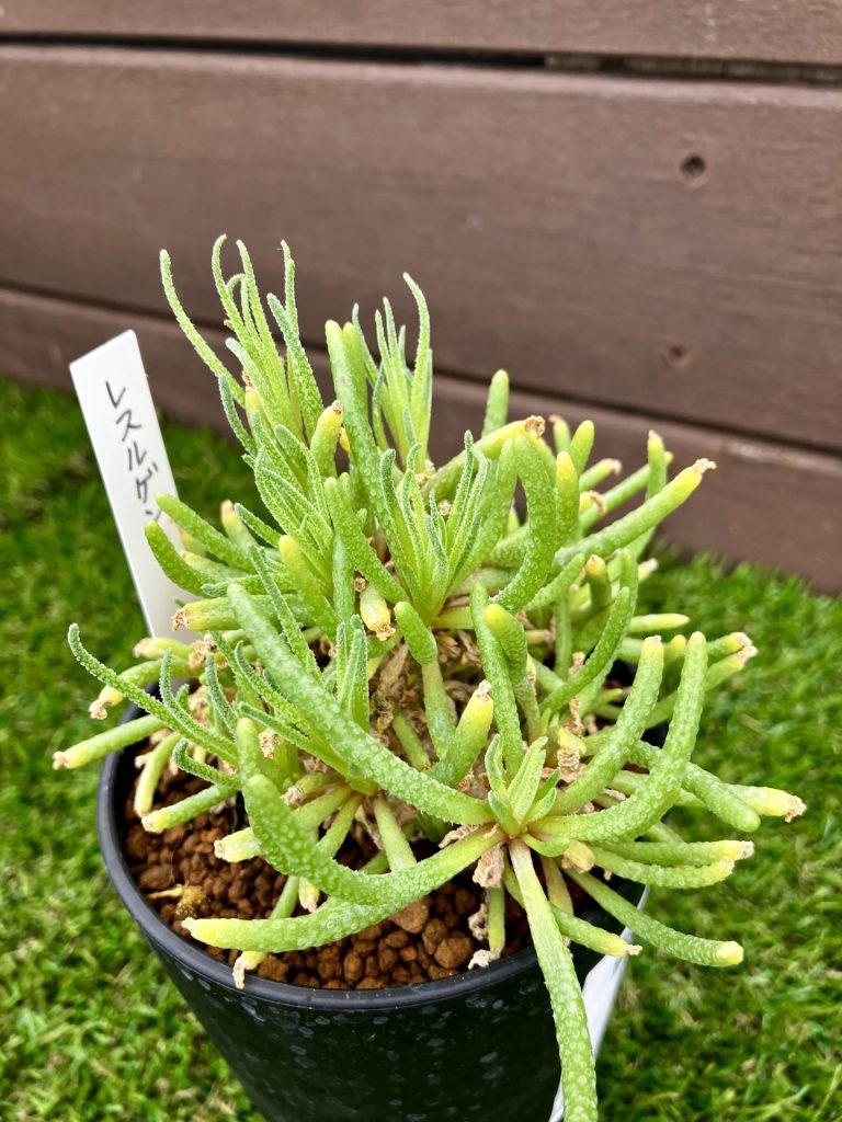 フィロボルス レスルゲンス 作家鉢付き フィロボルス・レスルゲンス - 雨読堂 -UDOKUDO- 観葉植物と鉢の