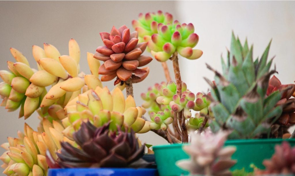 赤紫色のロゼット型多肉植物*11