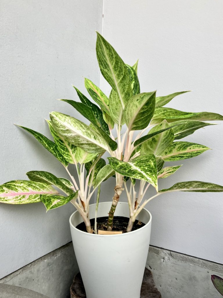 株式会社グッドツーガーデン｜神戸のエクステリア・外構工事・ガーデン