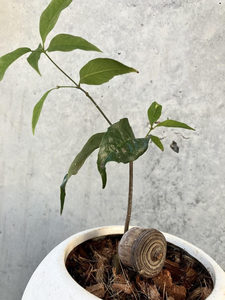 とも　オキナワウラジロガシ　500個 樹木図鑑 vol.5 オキナワウラジロガシ〜日本一大きいドングリの持ち主