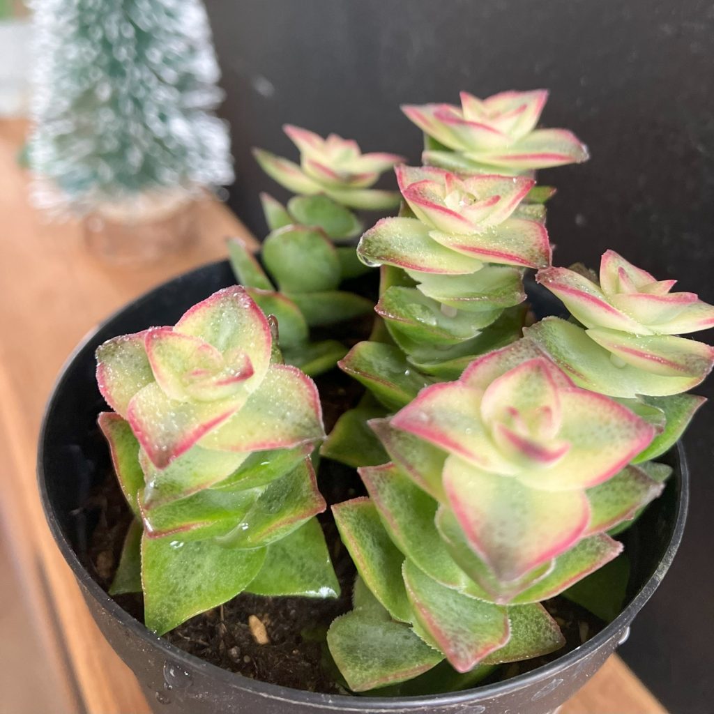 ✳* エリコイデス ✳* 挿し穂 株式会社グッドツーガーデン｜神戸のエクステリア・外構工事