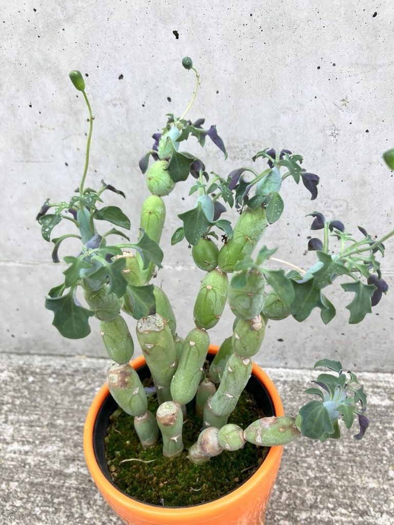 お問い合わせ中です　多肉植物　七宝樹　2個　抜き苗 お問い合わせ中です 多肉植物 七宝樹 2個 抜き苗