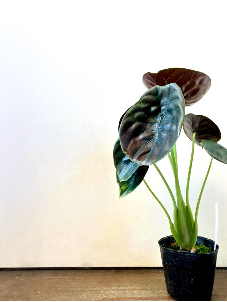 アロカシアクプレアの小芋　ネコポス 小芋・ネコポス】アロカシア小芋4個セット B｜Yahoo!フリマ（旧