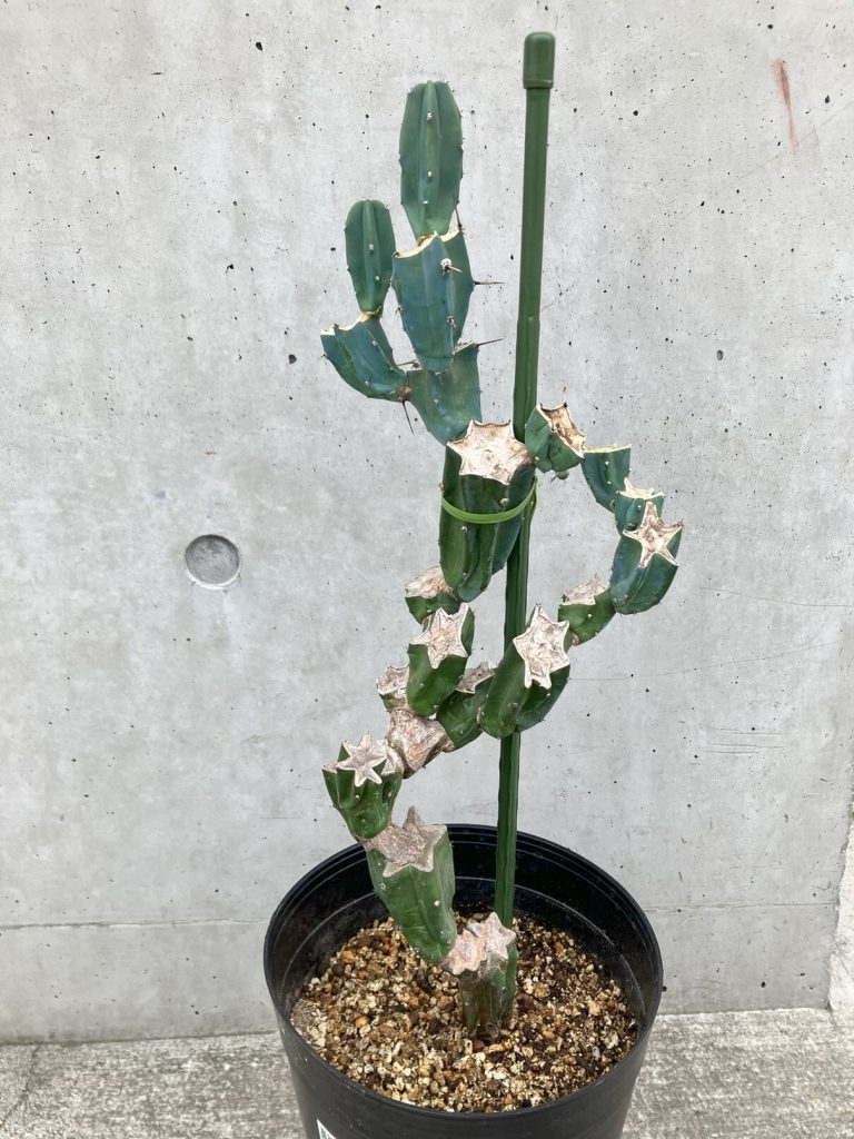 サボテン 龍神木 竜神木 星 星型 観葉植物 陶器 プランター 柱