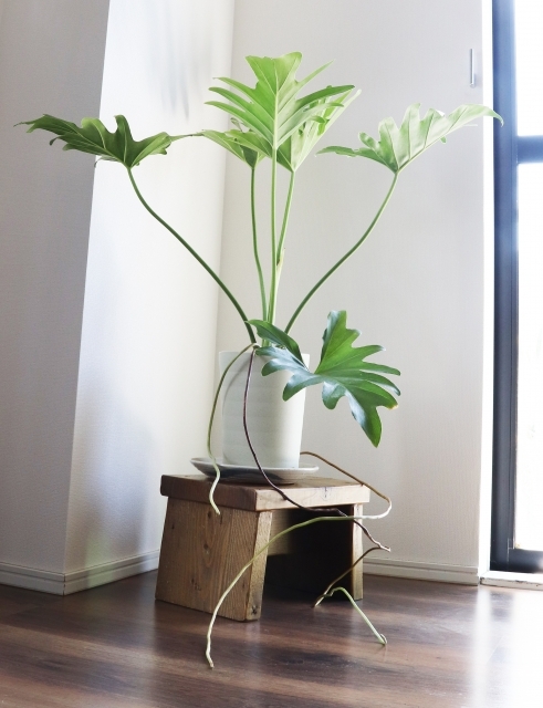 7b9a30ede7547558862229cd22d76a